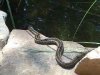 gardner snake.jpg
