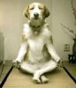 meditatingdog.jpg